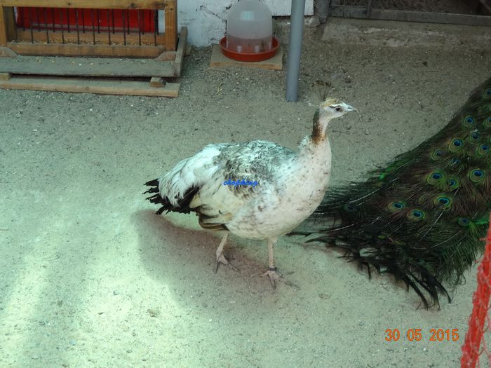 DSC09748