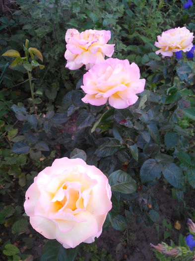 IMG_22 - Trandafiri 2015