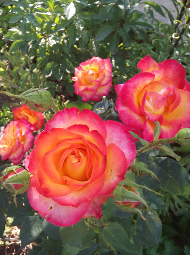 IMG_25 - Trandafiri 2015