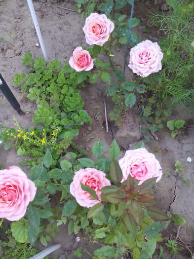 IMG_28 - Trandafiri 2015