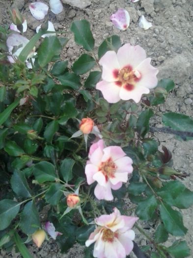 20150603_165258