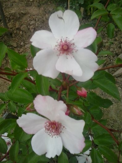 astronomia  sweet pretty