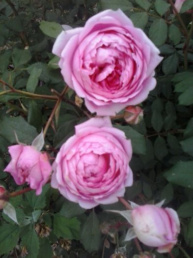 alan titchmarsh