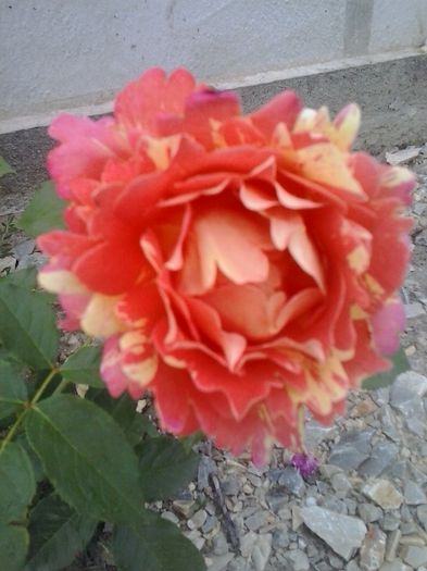 rose de cisterciens