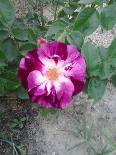 purple splash