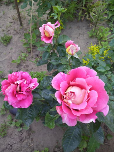 trandafir de hartie - Trandafiri 2015