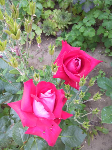 IMG37 - Trandafiri 2015