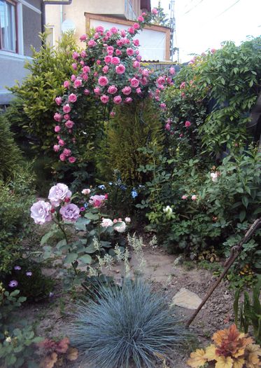DSC08210 - 2015 Gradina