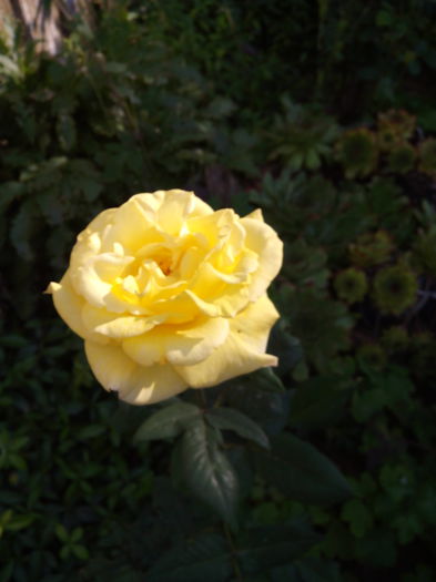 IM39 - Trandafiri 2015