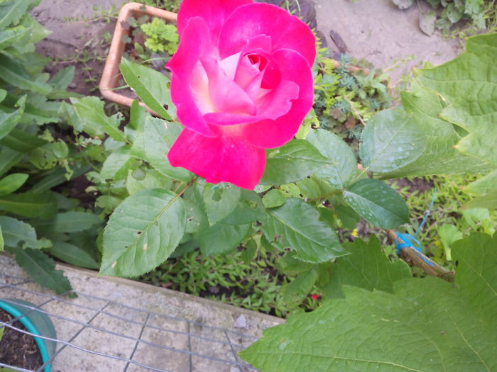 IMG_20150603_182910 - Trandafiri 2015