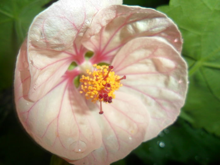floare mare-roz pal - colectie abutiloni