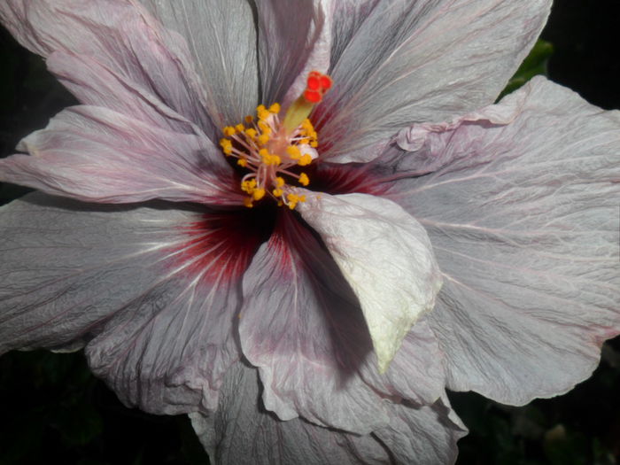 SAM_5646 - hibiscusi 2015-3