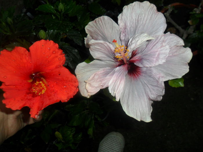 SAM_5655 - hibiscusi 2015-3