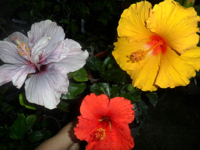 SAM_5657 - hibiscusi 2015-3