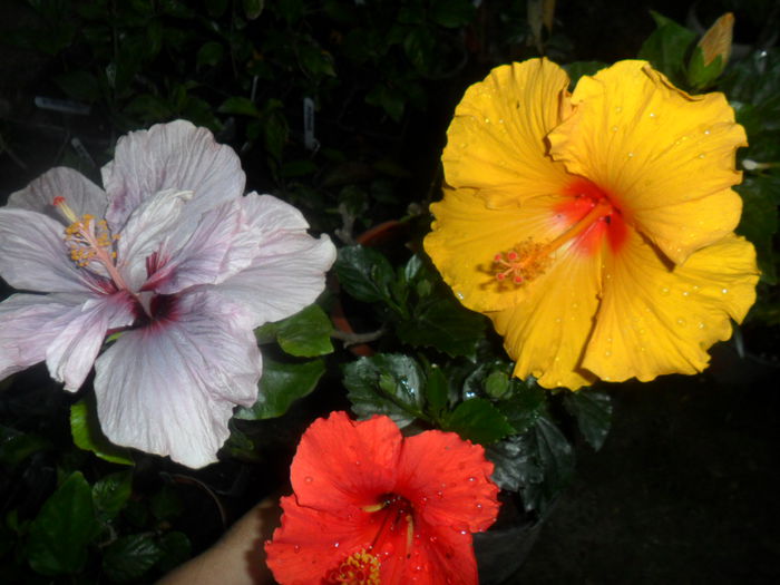 SAM_5658 - hibiscusi 2015-3