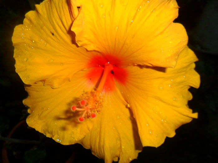 SAM_5661 - hibiscusi 2015-3