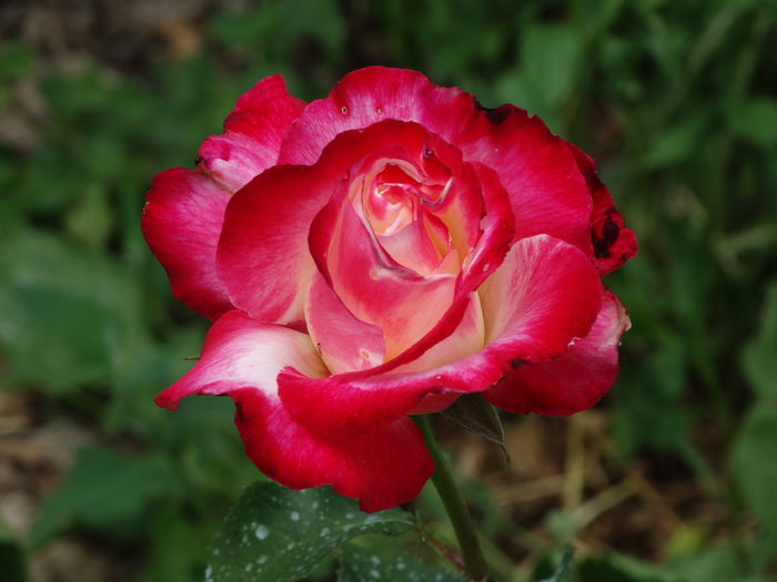 DSC08420 - e-trandafiri