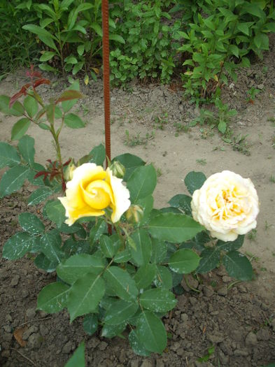 DSCF2477