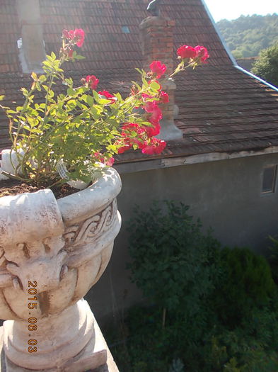 red drift - 2015 in gradina mea