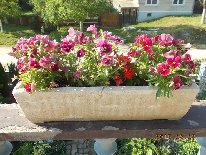 DSCN1951 - 2015 in gradina mea