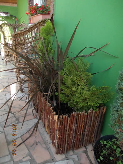 DSCN1953 - 2015 in gradina mea