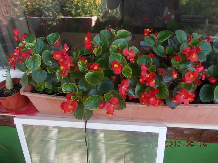 DSCN1954 - 2015 in gradina mea