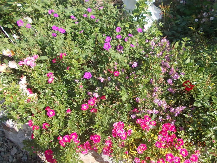 DSCN1959 - 2015 in gradina mea