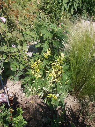 DSCN1963 - 2015 in gradina mea