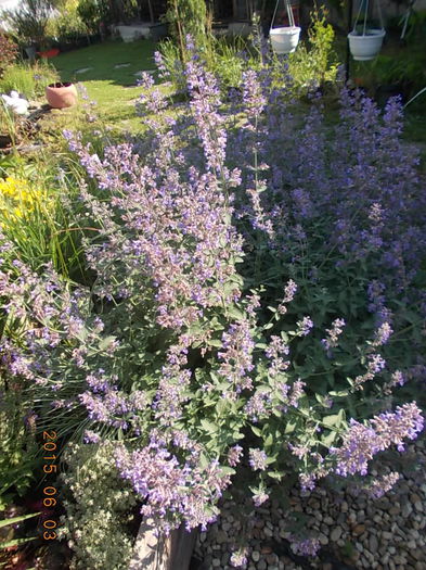 nepeta - 2015 in gradina mea