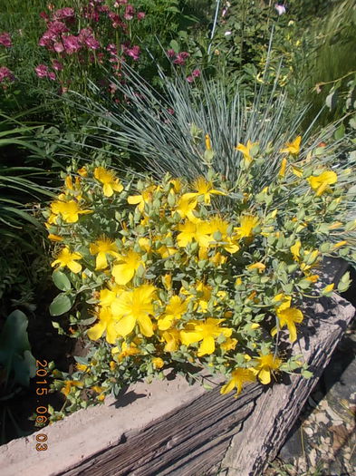 hypericum grandiflorum - 2015 in gradina mea