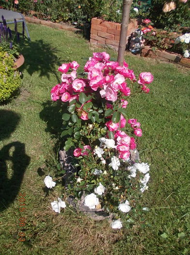 angela cu snow balett - 2015 in gradina mea