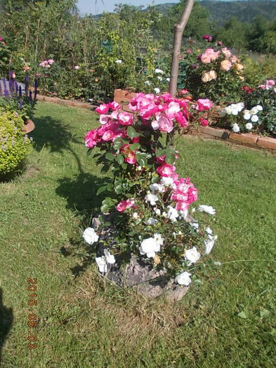 DSCN1968 - 2015 in gradina mea