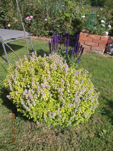 DSCN1969 - 2015 in gradina mea