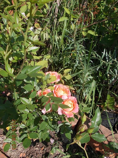 briosa - 2015 in gradina mea