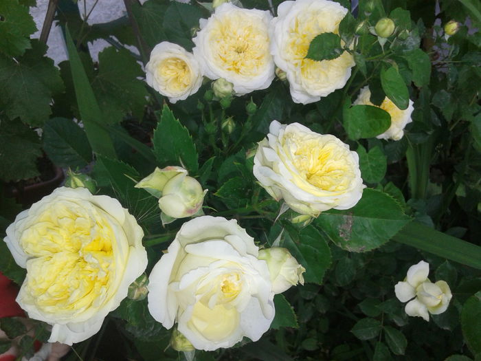 20150604_101102 - Dimov 4 catarator-English rose -The Pilgrim