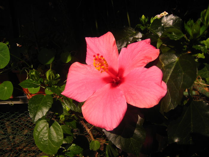 CAIRO ROSA - HIBISCUS CAIRO ROSA