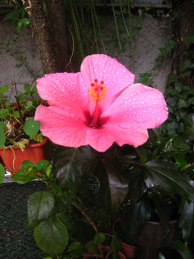 IMG_9297 - HIBISCUS CAIRO ROSA