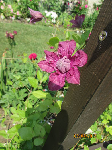 Purpurea Plena Elegance - clematite 2015