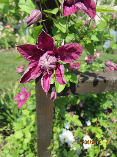 IMG_1779 - clematite 2015