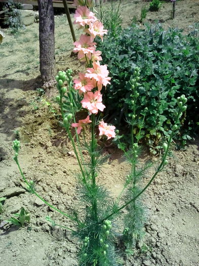 IMG_20150604_115227 - Florile mele