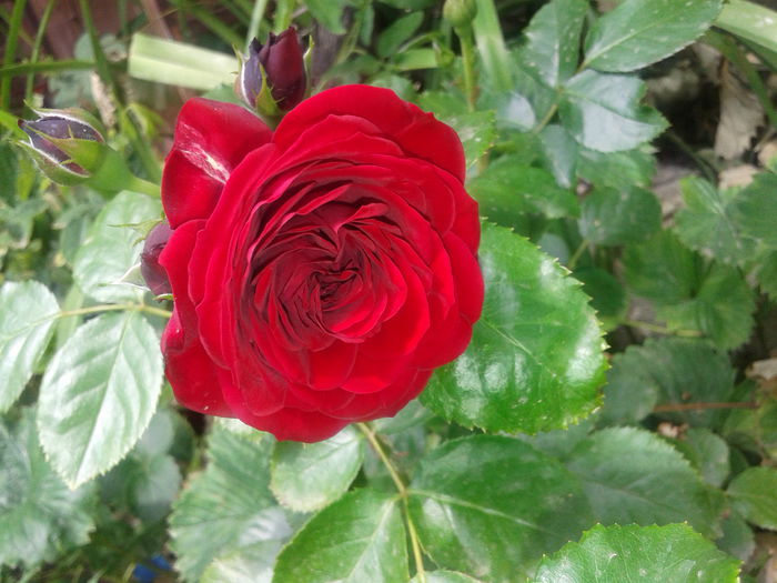 20150604_132728 - Kordes-Rotkappchen rose