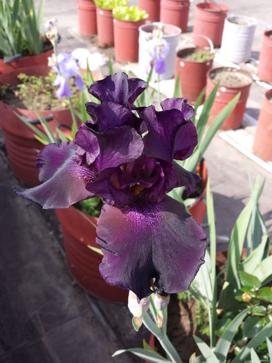 533 Iris Superstition - Irisi - 2015 _ partea a II-a