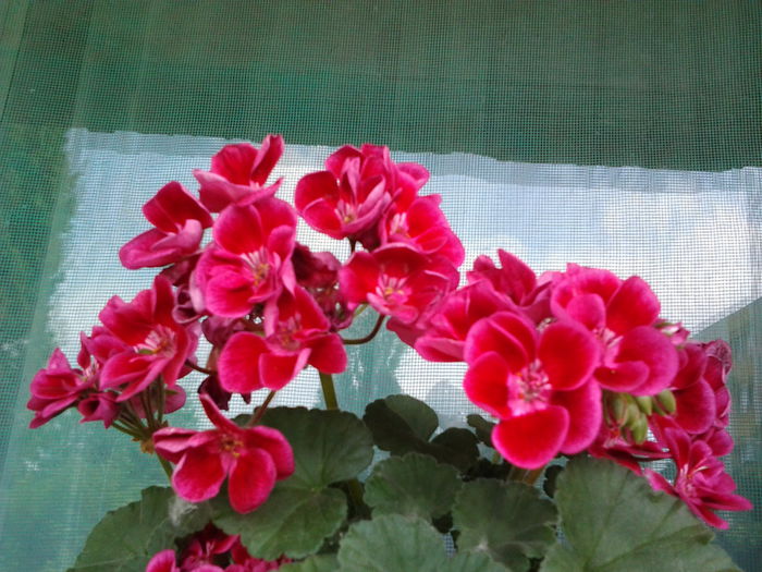Fotografie0553 - flori balcon