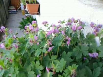 Fotografie0515 - flori balcon