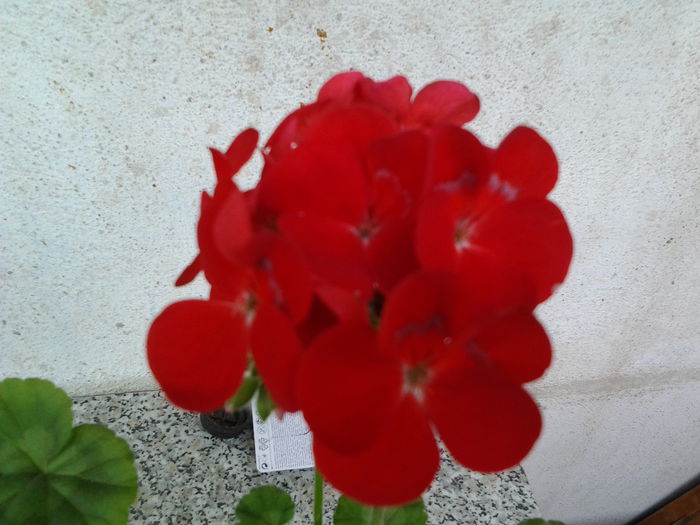 Fotografie0540 - flori balcon