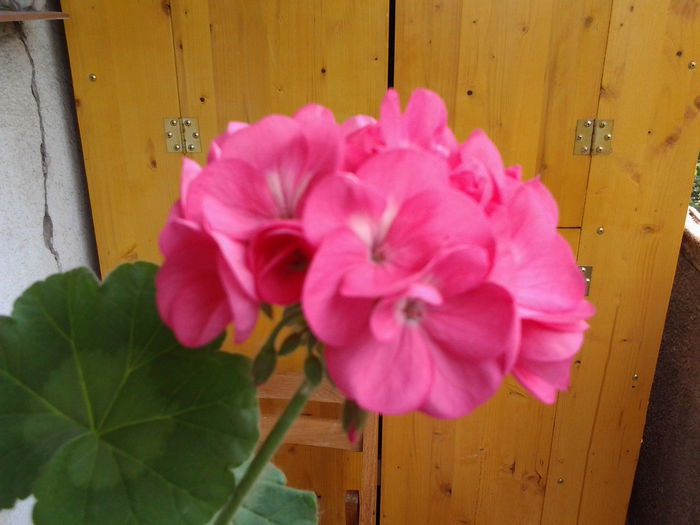 Fotografie0537 - flori balcon
