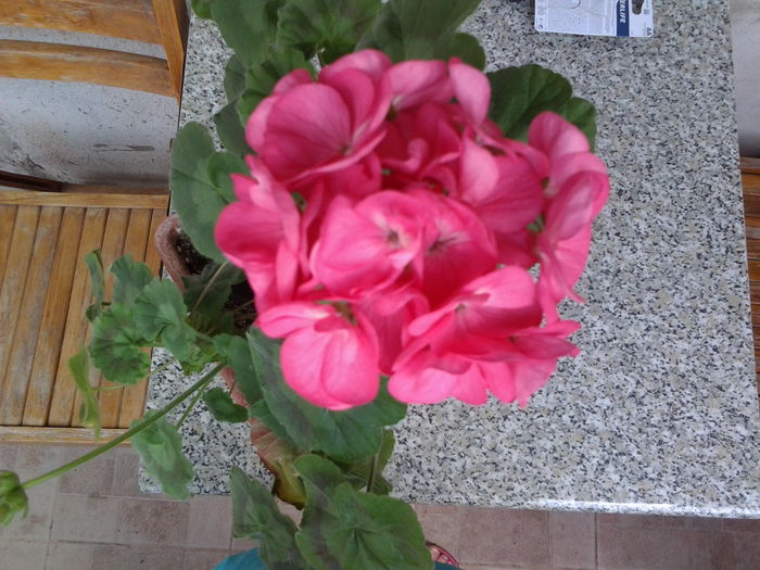 Fotografie0539 - flori balcon
