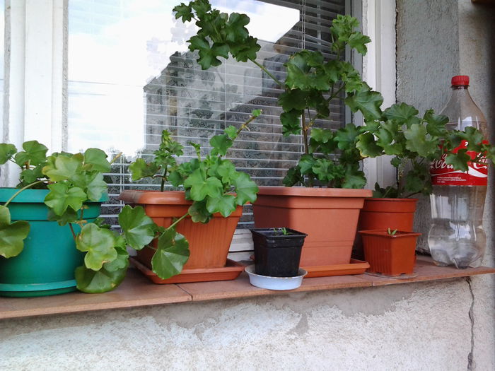 Fotografie0543 - flori balcon