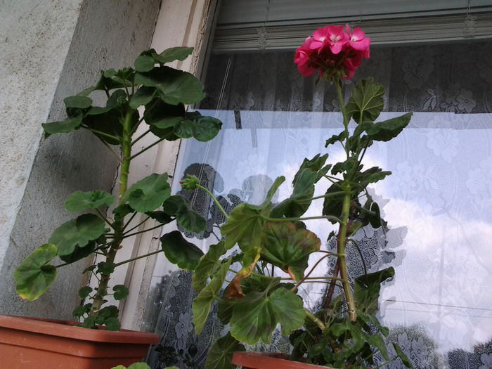 Fotografie0545 - flori balcon