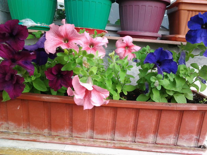 Fotografie0548 - flori balcon